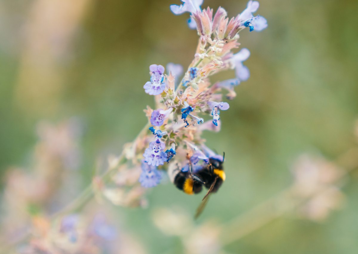 Hummel an Katzenminze in einer Staudenpflanzung